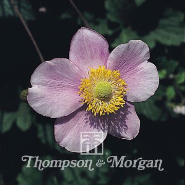 Anemone Japonica Mixed