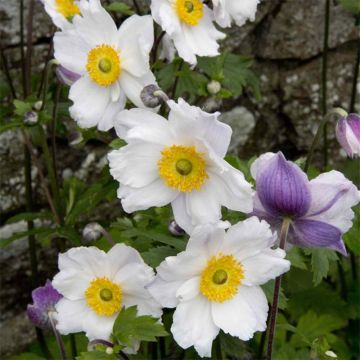 Anemone Ruffled Swan