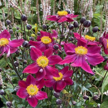 Anemone Fantasy Ariel