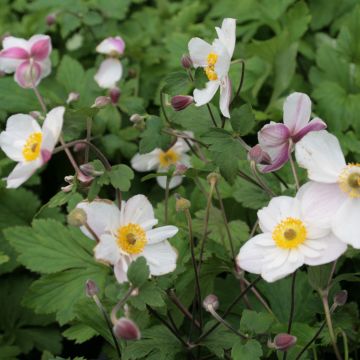 Anemone Dainty Swan