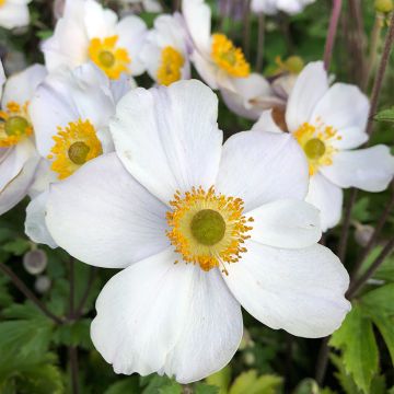 Anemone Elfin Swan