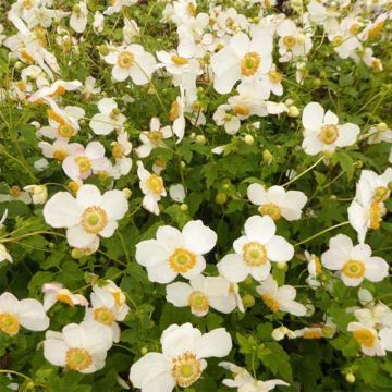 Anemone hupehensis Pretty Lady Maria - Anémona del Japón