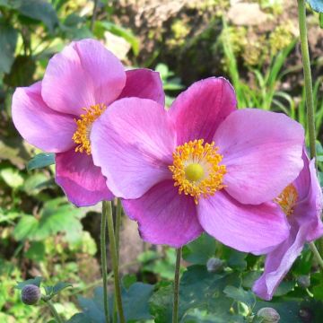 Anemone hupehensis Splendens - Anémona del Japón