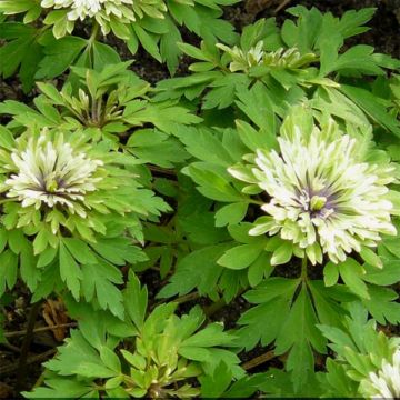 Anemone nemorosa Virescens - Anémona de bosque