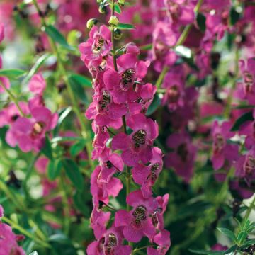Angelonia Archangel Deep Rose