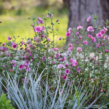 Anisodontea Carnival Lights Celebration - Malva africana