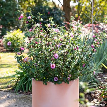 Anisodontea Carnival Lights Gala - Malva africana