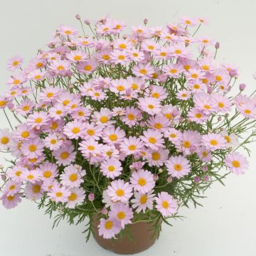 Argyranthemum Daisy Crazy Summit Pink