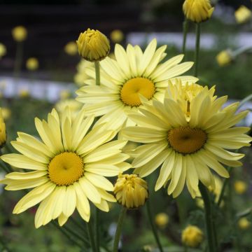Anthemis tinctoria Wargrave Variety - Camomila amarilla
