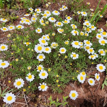 Anthemis cretica - Herbario de Jaca
