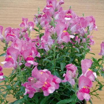 Antirrhinum Fruit Salad Up Purple