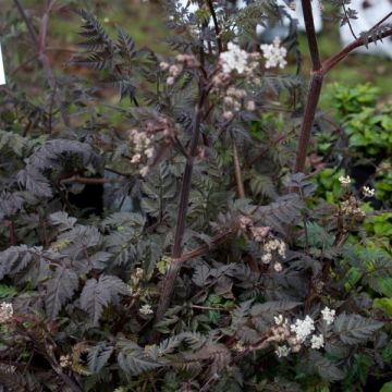 Perifollo verde Ravenswing - Anthriscus sylvestris