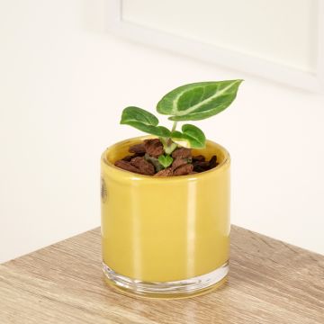 Anthurium Dorayaki - Anturio