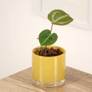 Anthurium Dorayaki x magnificum - Anturio