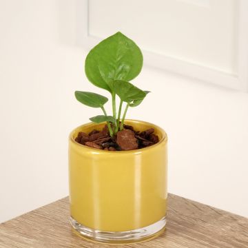 Anthurium jenmanii Green Jady - Anturio
