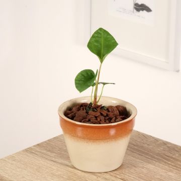 Anthurium magnificum x Dark Phoenix - Anturio