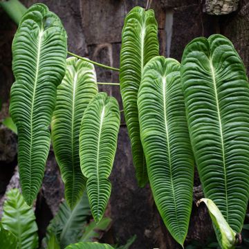 Anthurium veitchii Narrow - Anturio