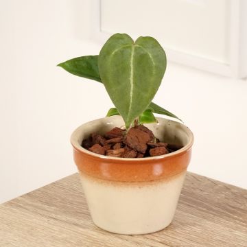 Anthurium forgetii - Anturio