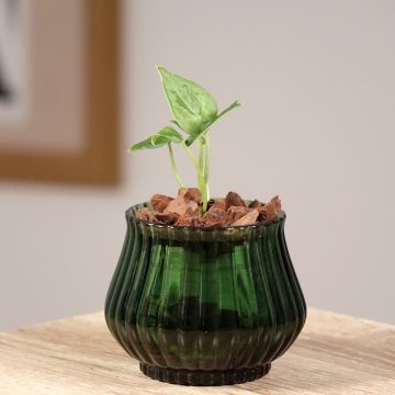 Anthurium clarinervium - Anturio