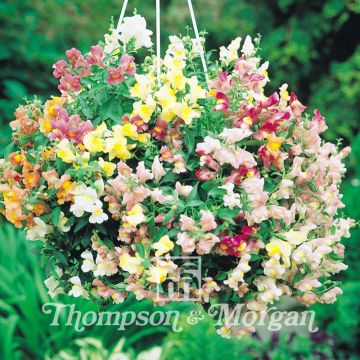 Antirrhinum Chinese Lanterns F1 Hybrid