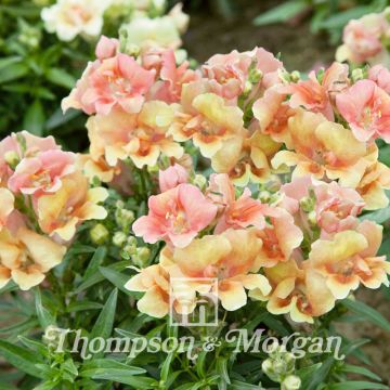 Antirrhinum Nanum Twinny Peach F1 Hybrid