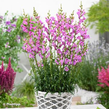 Antirrhinum Pretty in Pink