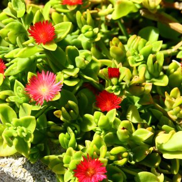 Aptenia cordifolia - Rocío
