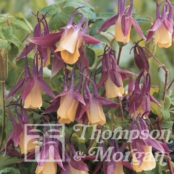 Aquilegia flabellata var. pumila Rosea