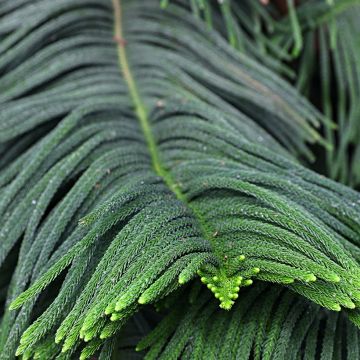 Araucaria heterophylla - Pino de la isla Norfolk