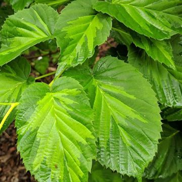 Davidia involucrata Lady Dahlia