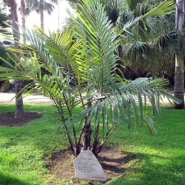 Arenga englerii - Palmera de Formosa