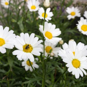 Argyranthemum Everest White