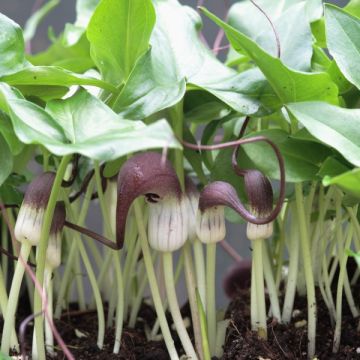Arisarum proboscideum - Candilito