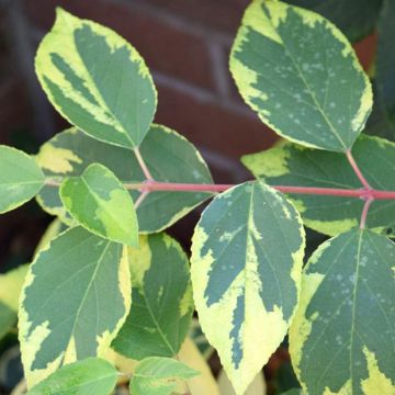 Aristotelia chilensis Variegata - Maqui