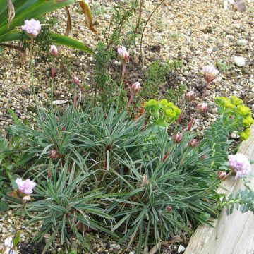 Armeria welwitschii