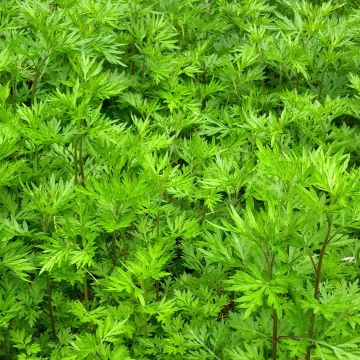 Artemisia vulgaris