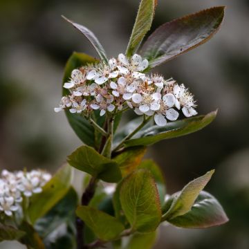 Chokeberry púrpura Viking - Aronia x prunifolia