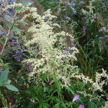 Artemisia lactiflora - Artemisa blanca