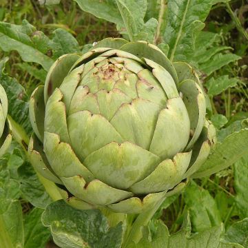 Alcachofa Gros Vert de Laon