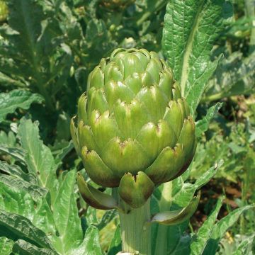 Alcachofa Imperial Star