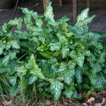 Arum italicum - Aro