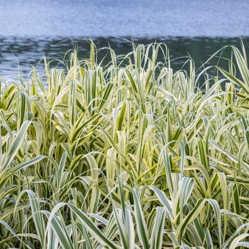 Arundo donax Ely - Caña comun