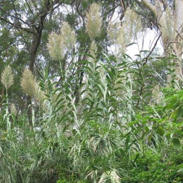 Arundo donax - Caña comun