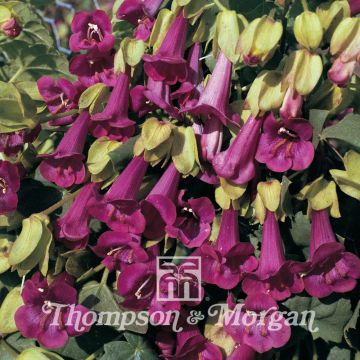 Asarina erubescens var.purpusii Victoria Falls