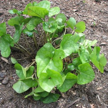 Asarum arifolium - Ásaro