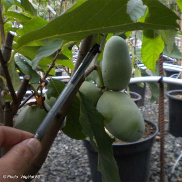 Asimina triloba Prima 1216 Asimina triloba Prima 1216