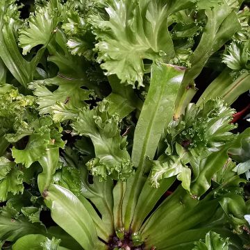 Helecho nido de ave  Leslie - Asplenium antiquum