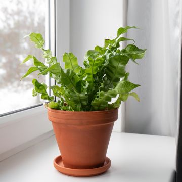 Helecho nido de ave Crispy Wave - Asplenium antiquum