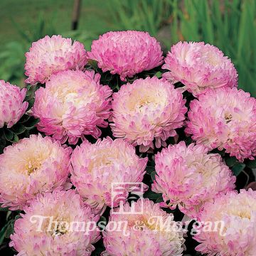Reina Margarita Pink Tower - Callistephus