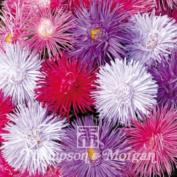 Reina Margarita Starlight Mixed - Callistephus